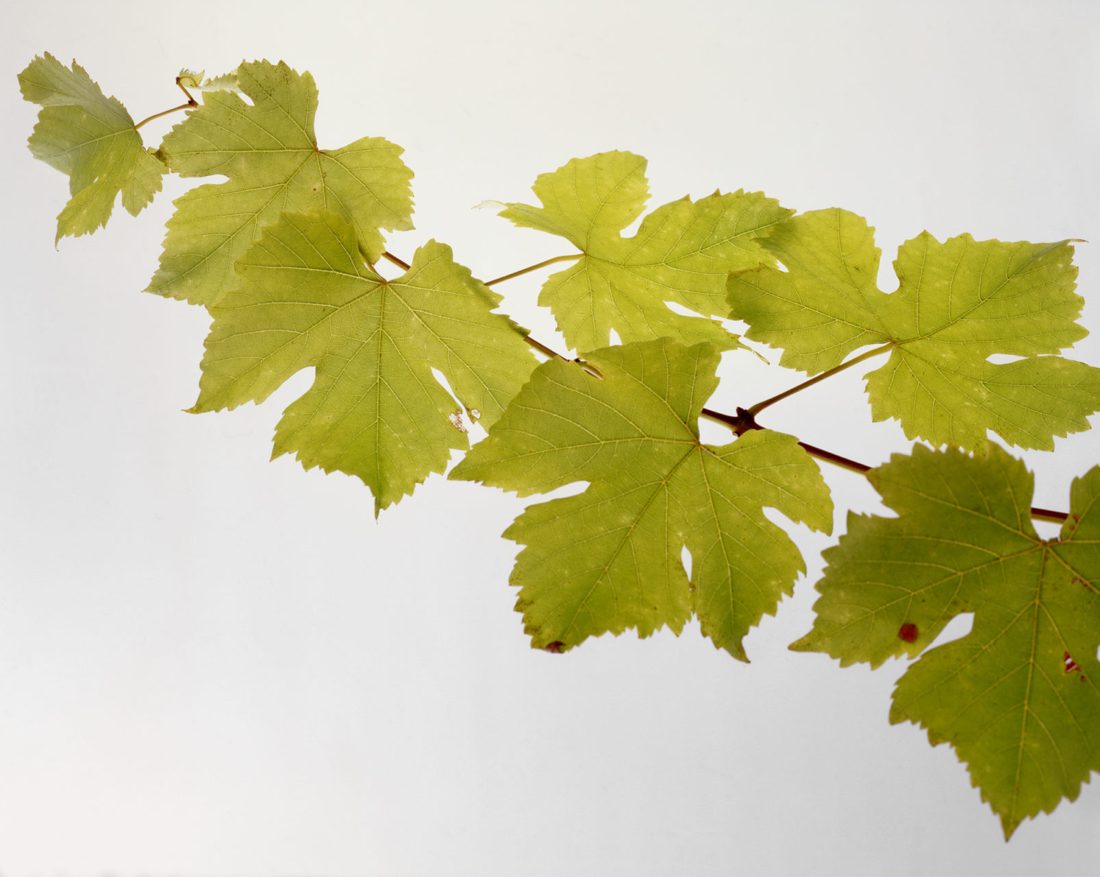 Vine Leaves
